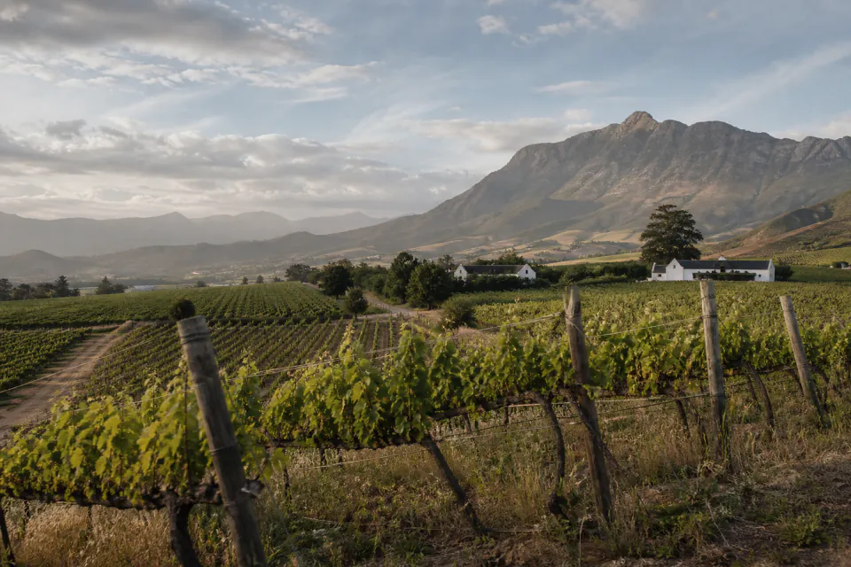 Vineyards and mountains in the Cape Winelands