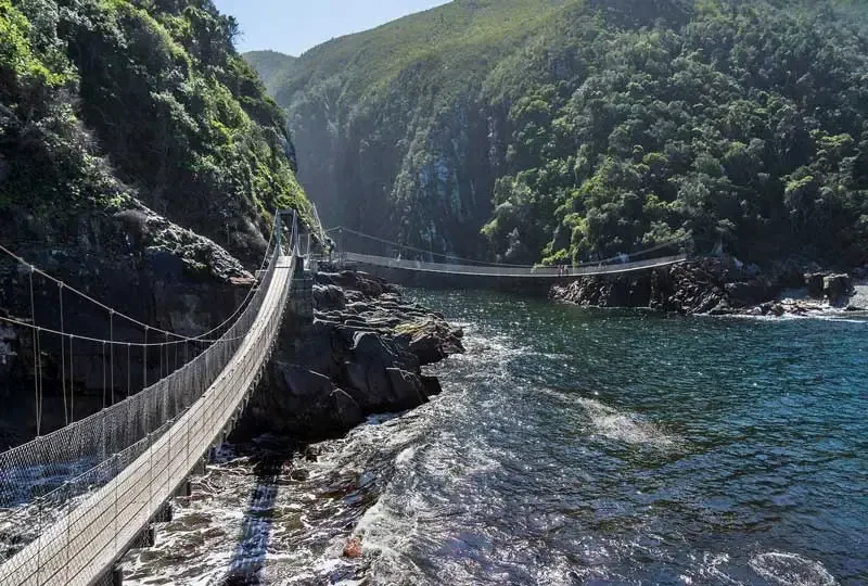 Suspension bridges crossing a forest-lined river mouth on the Garden Route