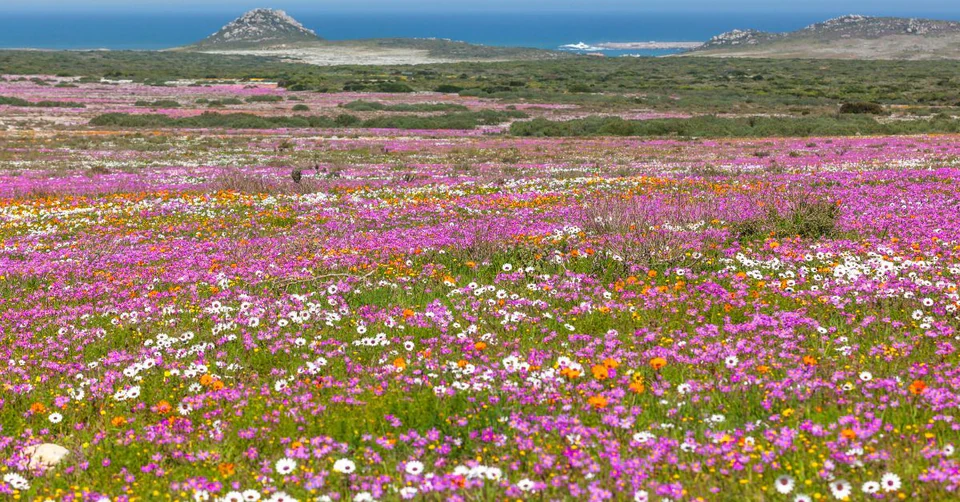 Pink, purple and white spring wildflowers overlooking the Atlantic coast