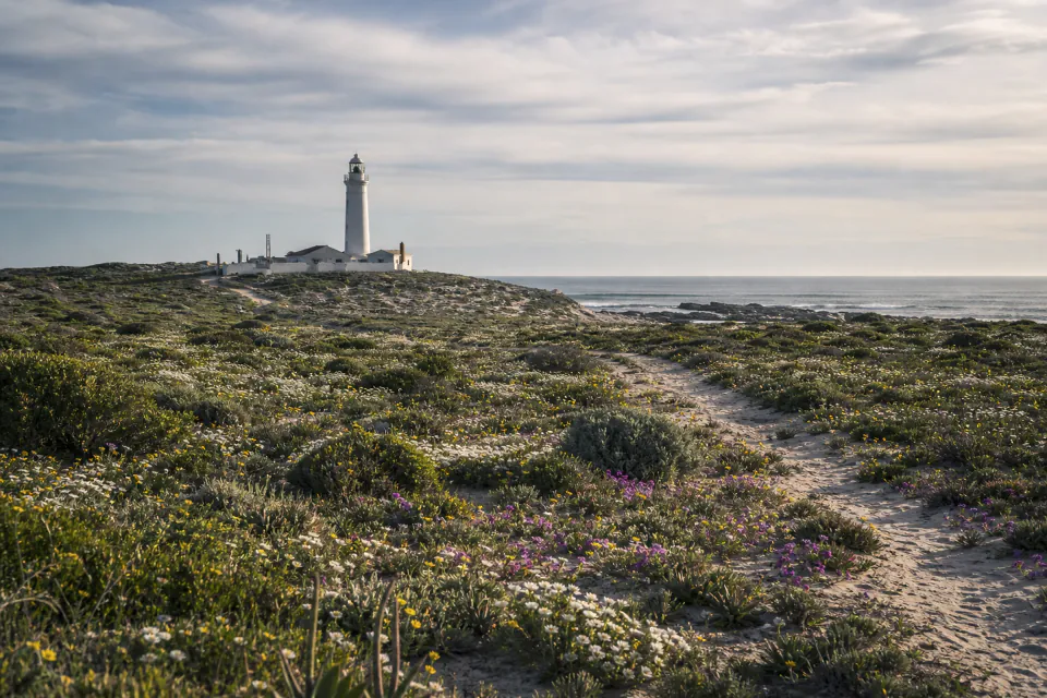 Wildflowers and a lighthouse on the Cape West Coast